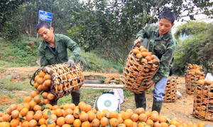 Nguồn vốn tín dụng chắp cánh cho sản phẩm OCOP vươn xa