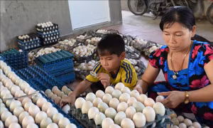 Trứng vịt xuống giá, người nuôi lỗ nặng