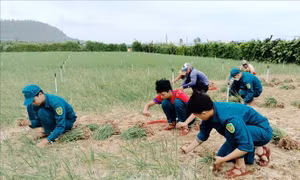 Hỗ trợ thu hoạch hành, bảo vệ diện tích lúa vừa gieo sạ trước bão