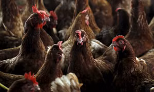 Bùng phát cúm gia cầm H5N1 tại Italy