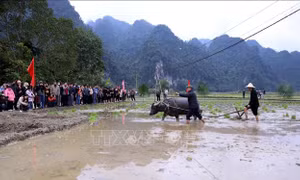Đặc sắc lễ hội Lồng tông của đồng bào dân tộc Tày