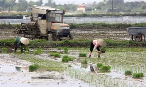 Các tỉnh phía Bắc kết thúc gieo cấy vụ Đông Xuân trong tháng 2