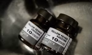 Phát hiện vaccine chống sốt vàng hữu dụng với Zika
