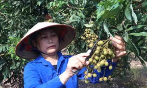 Chất lượng làm nên thương hiệu nhãn lồng Hưng Yên