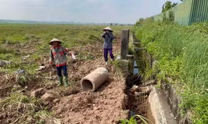 Mở rộng khu công nghiệp khiến nhiều diện tích lúa của dân thiếu nước