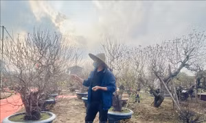 Giữ sắc đào cho mùa xuân Hà Nội
