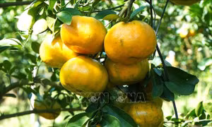 Lợi ích không ngờ của phần xơ trắng trong quả quýt