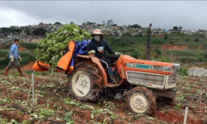 'Nghẽn' đầu ra, nông dân Lâm Đồng cắt bỏ hoa và rau đổ đi