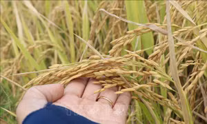 Trúng mùa chưa kịp vui, nông dân Cần Thơ đã lo vụ lúa mới