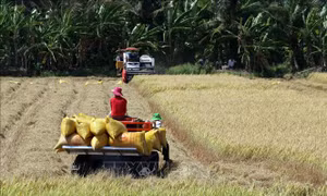 Cho vay thu mua thóc, gạo vụ Đông Xuân năm 2019