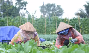 Xây dựng các phương án sản xuất, cung ứng nông sản đến quý I/2022