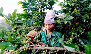 Phát triển bền vững, nâng tầm giá trị cà phê Sơn La