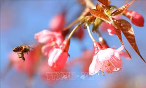 Lung linh sắc hoa Tớ Dày