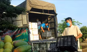 Hội Nông dân TP Hải Phòng hỗ trợ tiêu thụ nông sản Sơn La