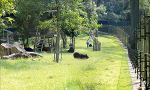 Phòng, chống buôn bán động vật hoang dã - Bài cuối: Kiến nghị từ nhiều tổ chức phi chính phủ