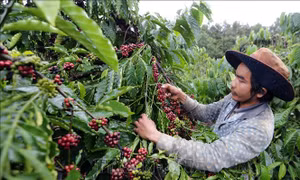 Nan giải bài toán nhân lực vào vụ thu hái cà phê tại Kon Tum