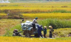 Đòn bẩy đưa nông nghiệp Việt Nam tiến đến hiện đại và xanh hóa