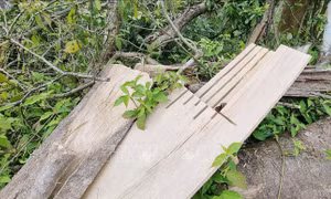 Làm rõ hàng chục cây rừng tự nhiên bị đốn hạ ở Đakrông