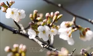 Tokyo đón mùa hoa anh đào sớm bất thường