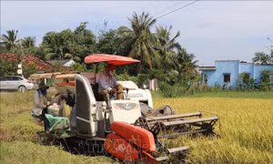 Giá gạo Việt Nam xuất khẩu tăng mức cao nhất trong 3 tháng