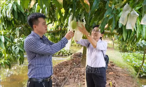 Nâng cao giá trị và phát triển bền vững ngành hàng xoài