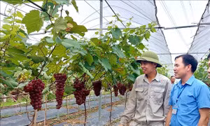 Đông Triều phấn đấu là điển hình nông thôn mới kiểu mẫu đầu tiên của tỉnh Quảng Ninh