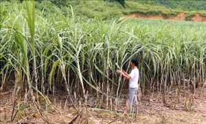 Khôi phục vùng nguyên liệu mía ở Tuyên Quang