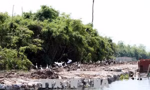 Tu bổ, tôn tạo di tích Khu danh thắng Quốc gia Đảo Cò