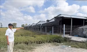 Trại nuôi gà quy mô lớn ở Đồng Tháp gây ô nhiễm kéo dài
