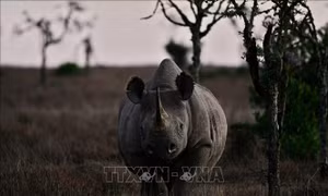 Kenya nỗ lực bảo tồn loài tê giác đen