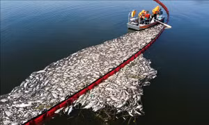 Hiện tượng cá chết hàng loạt dọc sông Oder nhận giải 'bê bối' về tàn phá hệ sinh thái