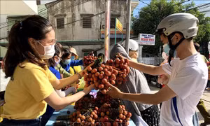 Quảng Ngãi hỗ trợ tiêu thụ vải thiều Bắc Giang