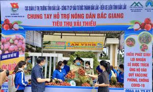 Đắk Lắk hỗ trợ tiêu thụ vải thiều Bắc Giang