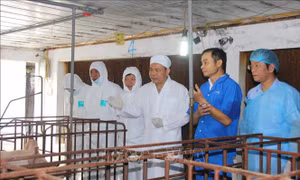 Cần tiếp tục tái đàn lợn theo phương pháp an toàn sinh học 
