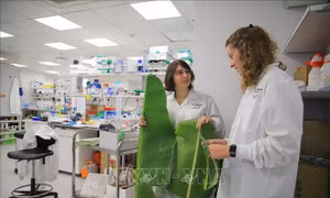 Doanh nghiệp Israel sản xuất đạm từ lá chuối