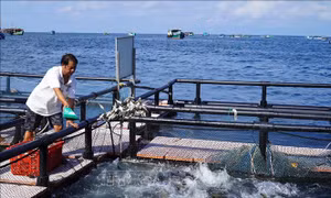 Liên kết phát triển bền vững nghề nuôi biển