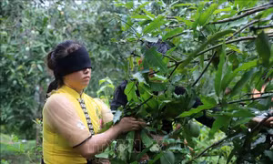 Khẳng định thương hiệu xoài Yên Châu, Sơn La