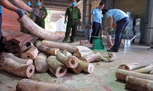 Bắt giữ hơn 9,1 tấn hàng nghi là ngà voi được ngụy trang tinh vi