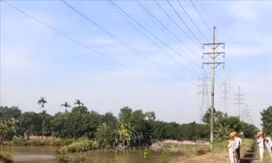 Khẩn trương thi công đường dây 220 kV Nhiệt điện Hải Dương - Trạm 500 kV Phố Nối
