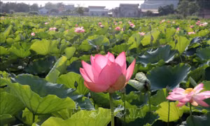 Hương sen đất Cố đô - Sức sống mới cho du lịch nông nghiệp Ninh Bình