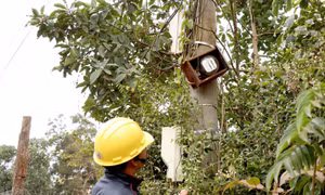 Đắk Nông: Hàng trăm hộ dân khổ sở vì điện yếu, nấu cơm không chín