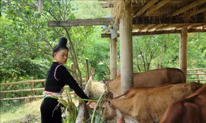 Kinh tế vùng biên đổi thay từ xây dựng nông thôn mới