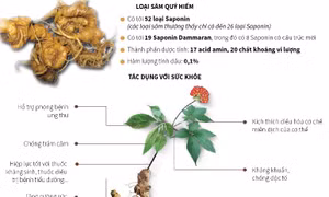 Ngọc Linh - Loài sâm quý hiếm chỉ có ở Việt Nam