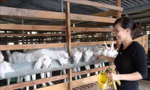 Dê thịt được giá, người chăn nuôi có lãi cao ​