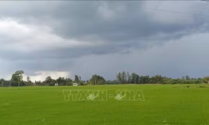 Sóc Trăng: Mưa đầu mùa cung cấp nước phục vụ sản xuất