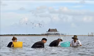 Trải nghiệm du lịch sinh thái ở Mũi Cà Mau