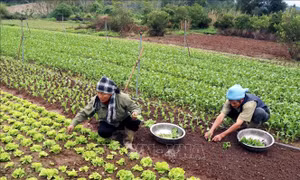 Lào Cai: Nâng cao chất lượng cuộc sống, giữ chân phụ nữ ở lại với làng