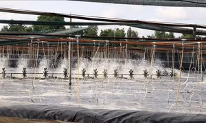Khuyến khích nuôi thủy sản công nghiệp trên diện rộng