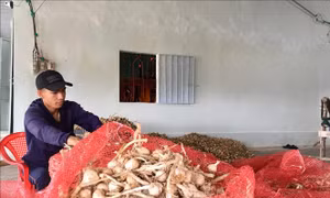 Tỏi Khánh Hòa 'nghẽn' đầu ra