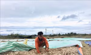 Năng suất giảm vì thời tiết gây thiệt hại cho người trồng tỏi Khánh Hòa